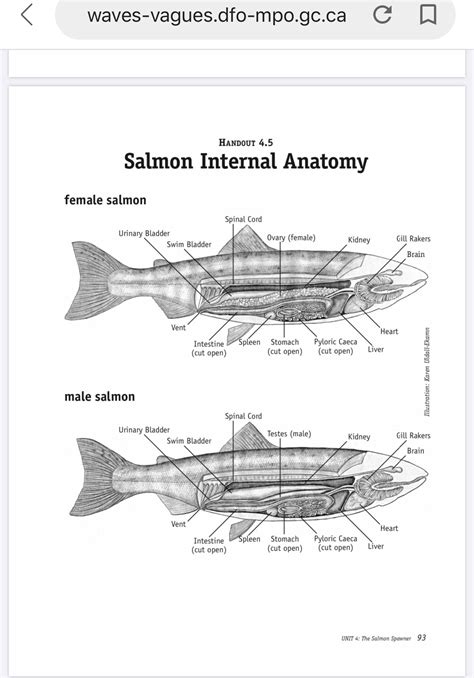 Anatomy Of A Salmon External Body With Labels