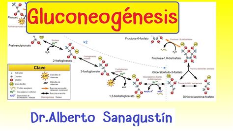 Gluconeogenesis Pdf