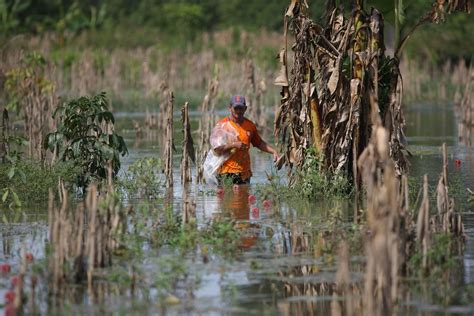 La Emergencia Invernal Está Impactando A La Agricultura En El Año Se Han Perdido 2 Millones De