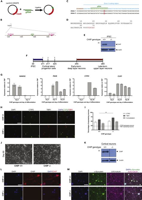 Chip Dependent Regulation Of The Actin Cytoskeleton Is Linked To