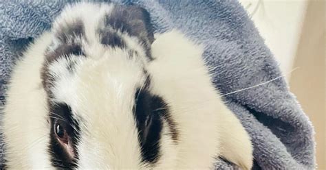 Lop Eared Bunny Rabbit For Free In Cypress Tx For Sale Free