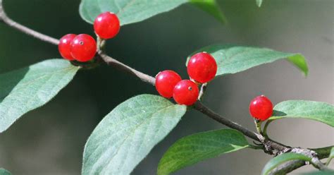 FOR THE BIRDS: Add bird friendly plants to your yard