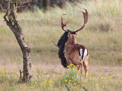 Unfortunate Fallow Deer Onfortuinlijk Damhert Ria Van Den Broeke