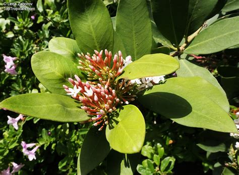 Acokanthera Oppositifolia Bushman S Poison