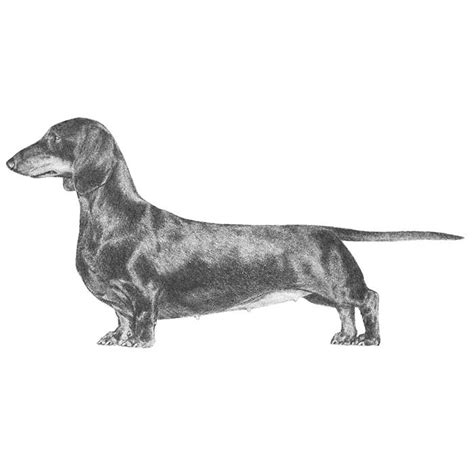 Dachshund Dog Breed Information American Kennel Club