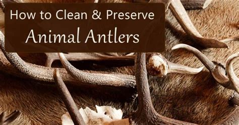 How To Clean Antlers The Complete Guide Mom Goes Camping