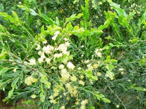 Acacia Howittii Prostrata Wholesale Nursery Nurseries In Melbourne