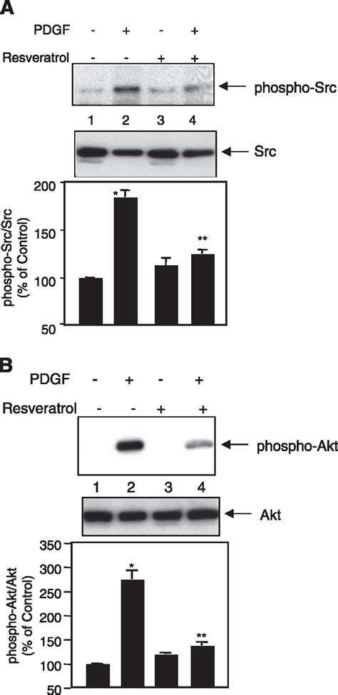 Resveratrol Inhibits Pdgf Receptor Mitogenic Signaling In Mesangial