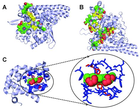 Examples of three-dimensional structure of multi-heme proteins and ...