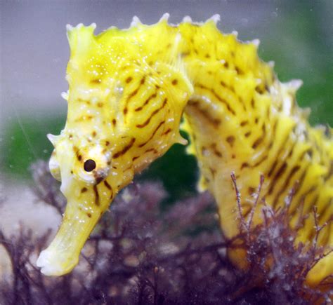 Seahorse Video Watch Them Prey Stealthily On Copepods