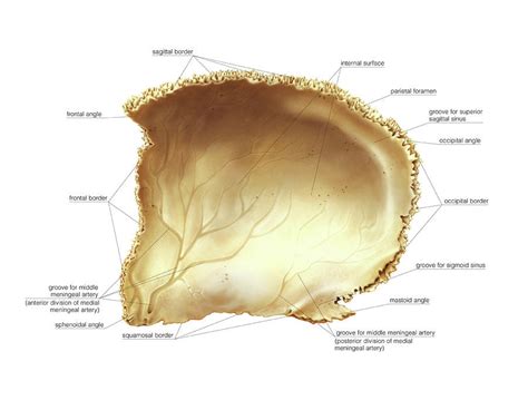 Sơ đồ: Cranium-Parietal | Quizlet