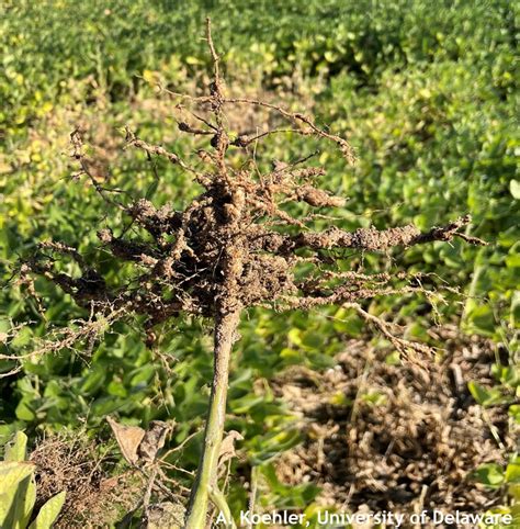 Root Knot Nematode In Field Crops And Vegetables Weekly Crop Update