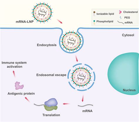 Frontiers MRNA Vaccines For Cancer Immunotherapy