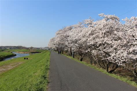 『桜と菜の花の競演を求めて、埼玉吉見のさくら堤公園へ』東松山埼玉県の旅行記・ブログ By 天空の城さん【フォートラベル】