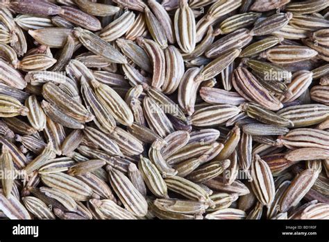 dried fennel seeds Stock Photo - Alamy