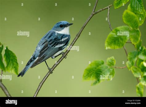 Cerulean Warbler Dendrica Cerulea Adult Male Breeding Stock Photo