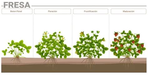 Fases fenológicas de la fresa y sus requerimientos nutricionales