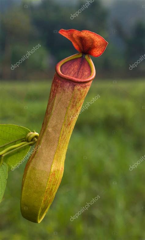 Planta Lanzadora Plantas Carn Voras Con Hojas Modificadas Conocidas