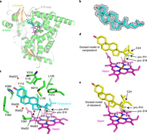 Structural Insights Into A Key Step Of Brassinosteroid Biosynthesis And