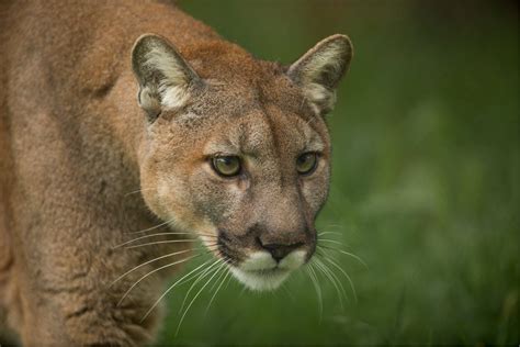 Conservation Organizations Wild About Texas Wildlife Texan By Nature