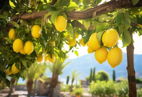 Lemon Garden Stock Photos, Images and Backgrounds for Free Download