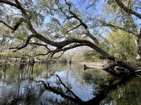 Withlacoochee River Is A Gorgeous Florida Kayaking Trail