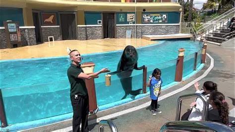 Sea Lion 🦭 Show Seaworld San Diego California Youtube