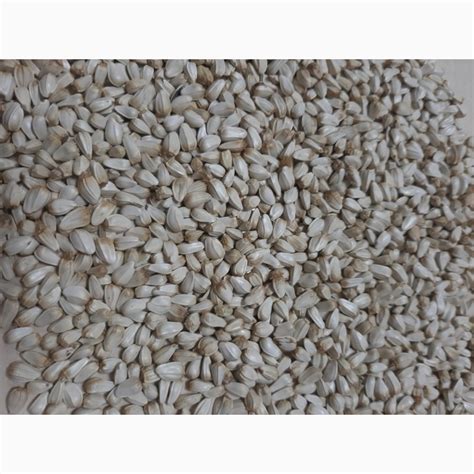 Продам семена сафлора, купити семена сафлора — Agro-Ukraine