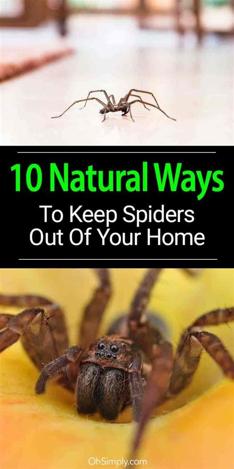 10 Natural Ways To Keep Spiders Out Of Your Home Best Pest Control Pest Control Insect Control