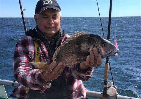 Sat Sept 24 Block Island Fall Jumbo Porgies And Knothead Seabass