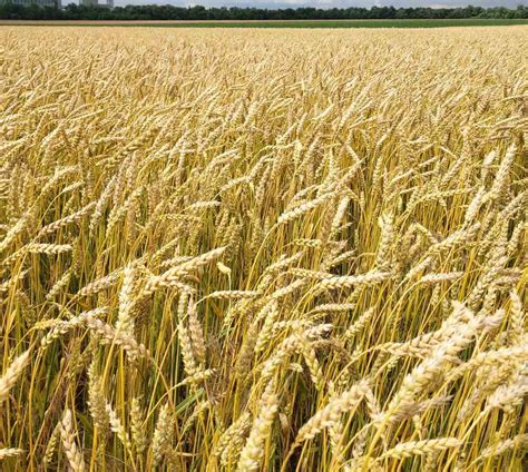 Насіння пшениці озимої купити недорого | інтернет магазин ТК Агро Seeds ...