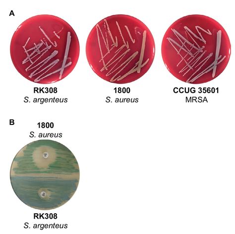 A S Argenteus Rk S Aureus And Mrsa Ccug On Blood