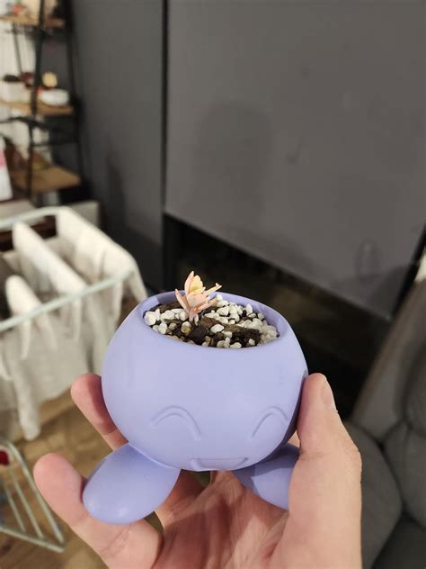 Tiny baby with a more tiny baby : r/succulents