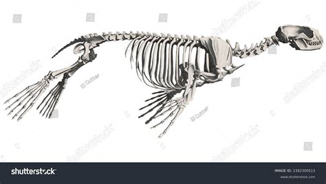 Animal Anatomy Sea Lion Skeleton Scientific Stock Illustration ...