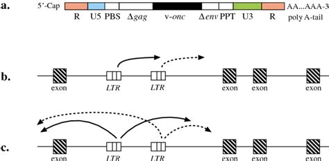 Modes Of Oncogenic Transformation A Retrovirus With Viral Oncogene