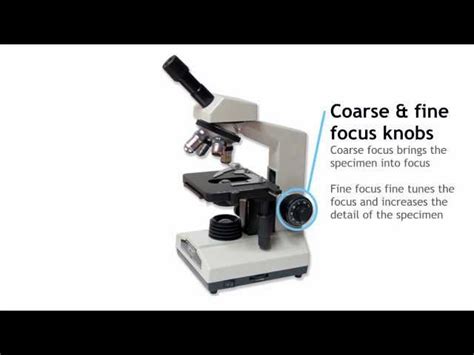 Compound Light Microscope Parts And Functions Shelly Lighting