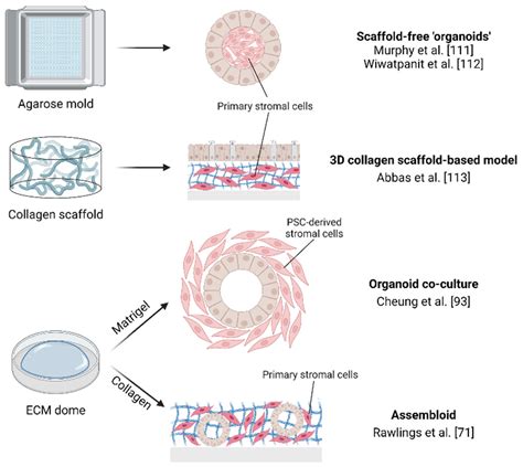 Jpm Free Full Text Modeling Endometrium Biology And Disease