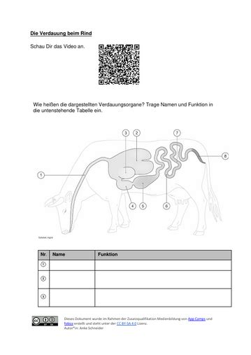 Fobizz Unterrichtsmaterial Verdauung Vom Rind