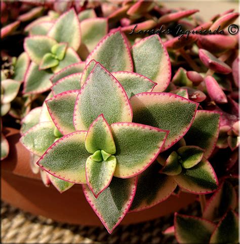 Crassula Pellucida Marginalis Variegata En Venta En Sucule Flickr