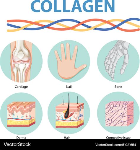 Showing Collagens Role In The Body Royalty Free Vector Image