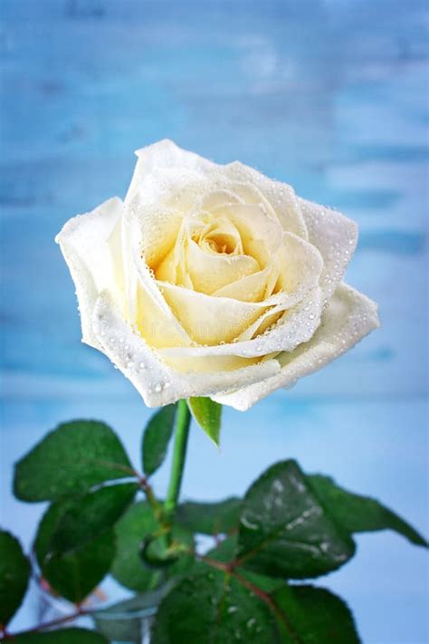 Pure White Rose With Water Drops Stock Image Image 28824071