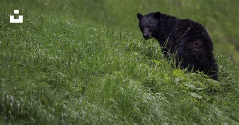 Black Bear On Green Grass Field During Daytime Photo Free E C Manning Provincial Park Image