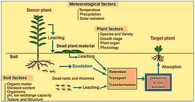 Frontiers Allelopathic Potential In Rice A Biochemical Tool For