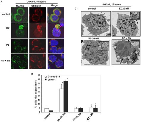 Panobinostat Abrogates Bortezomib Induced Aggresome Formation In Jeko 1 Download Scientific