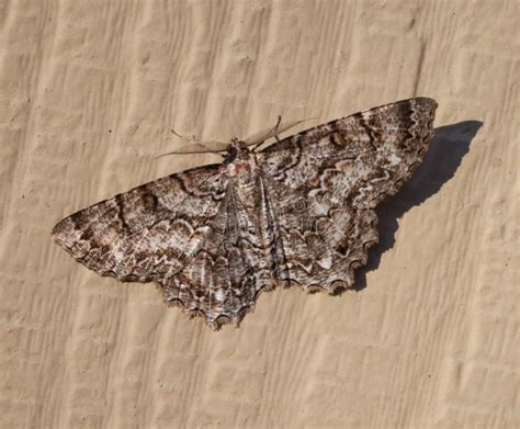 Tulip Tree Beauty Moth Foto De Archivo Imagen De Gris 89548022