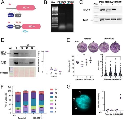 Conditional Knockdown Of Imc Does Not Affect Parasite Propagation In