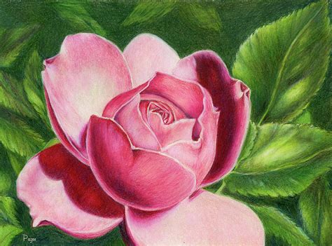 Big Rose Drawing by Maria Pazos - Fine Art America