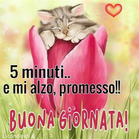 Buongiorno Gatti 40 Immagini Per WhatsApp Facebook Licondividi It