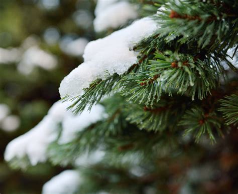 KS1 Plants | Deciduous and Evergreen Tree Growth 