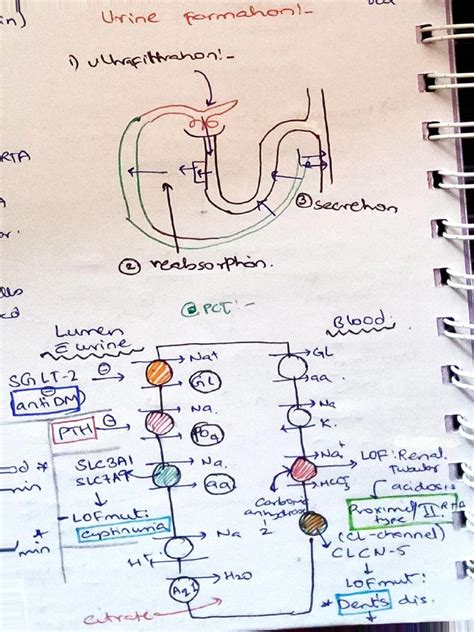 Renal Tubular Acidosis Pdf